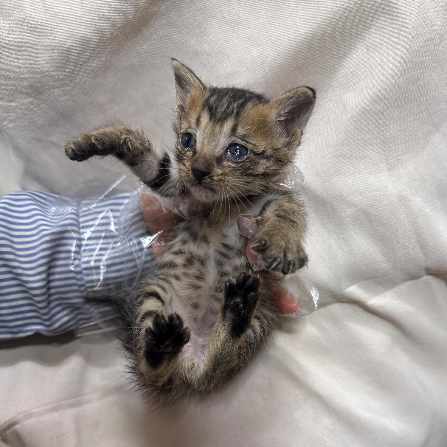 종료(자연사) 한국…